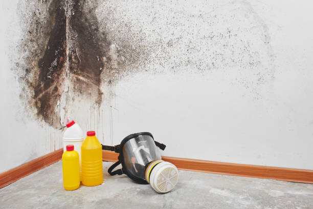 Best DIY Mold Remediation Support Services in Rochester, MI