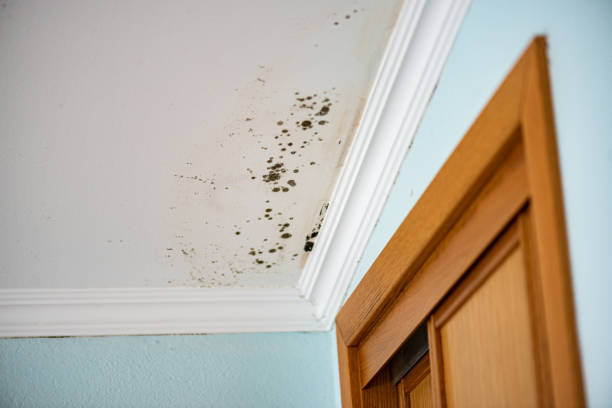 Best HVAC Mold Remediation in Rochester, MI