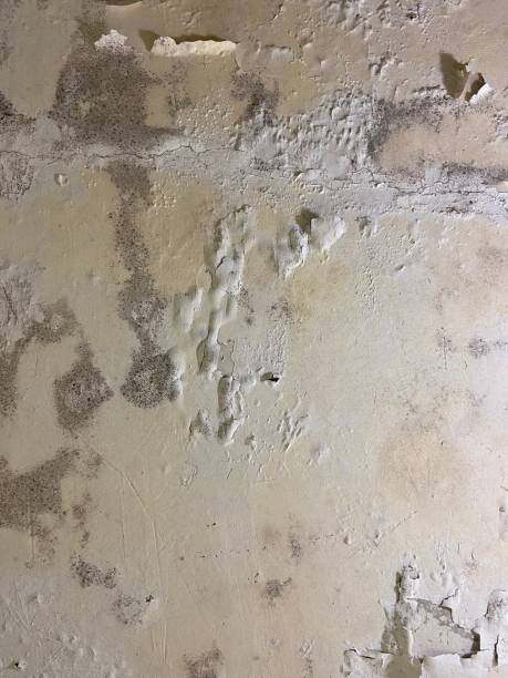 Best Post-Flood Mold Remediation in Rochester, MI