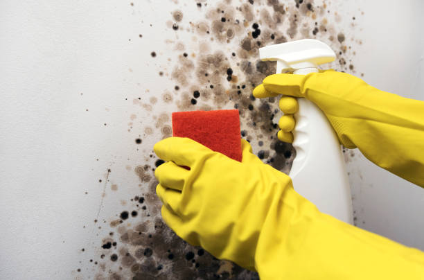 Reliable Rochester, MI Mold Remediation Solutions