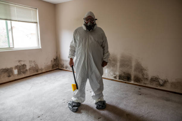 Best Emergency Mold Remediation in Rochester, MI