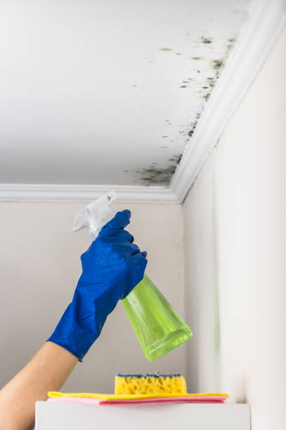 Best Attic Mold Remediation in Rochester, MI
